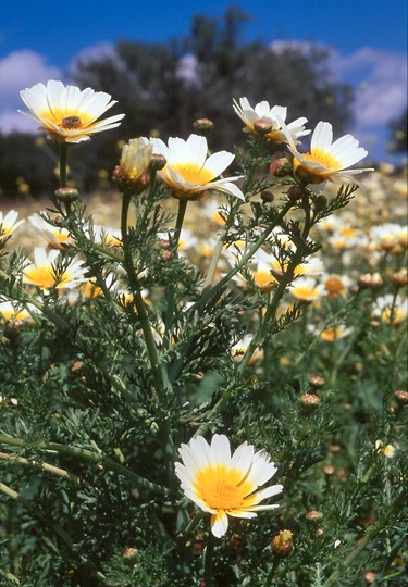 Chrysanthemum coronarium var. discolor