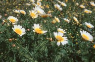 Chrysanthemum coronarium var. discolor