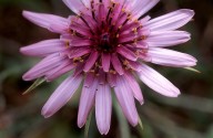 Tragopogon sinuatus