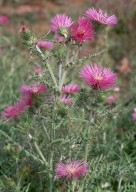 Galactites tomentosa