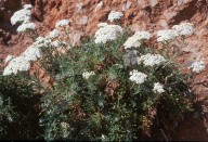 Achillea cretica