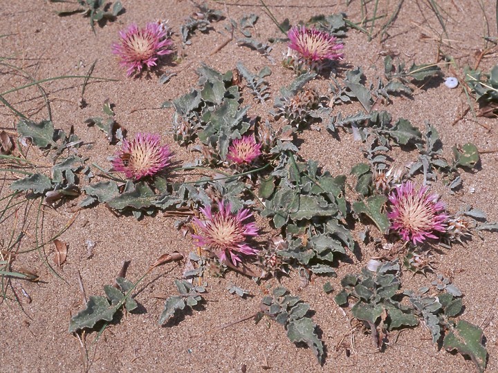 Centaurea pumilio