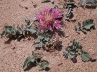 Centaurea pumilio