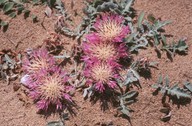 Centaurea pumilio