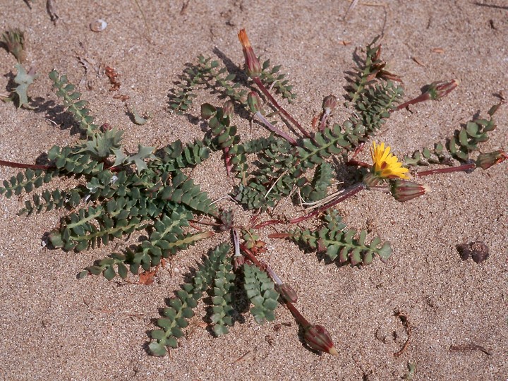 Hyoseris lucida