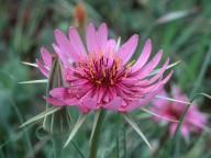 Tragopogon sinuatus