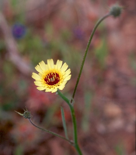 Tolpis barbata