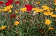 Chrysanthemum segetum