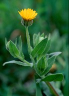 Calendula arvensis