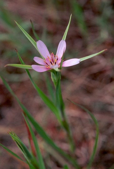 Geropogon hybridus