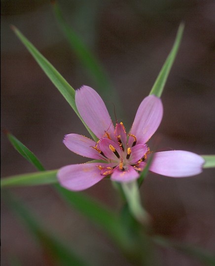 Geropogon hybridus