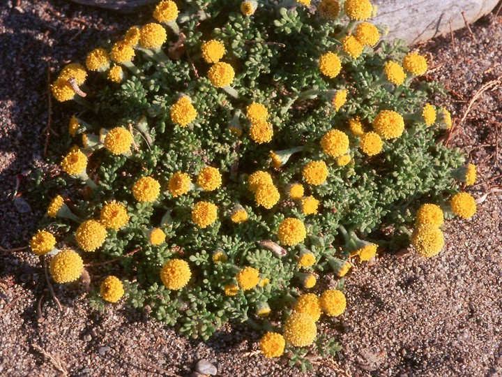 Anthemis rigida