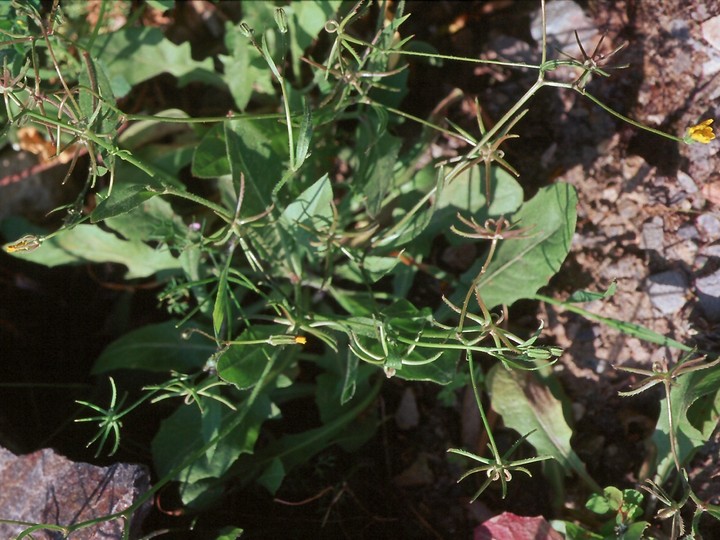 Rhagadiolus stellatus