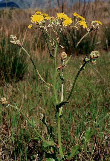 Helminthotheca echioides?