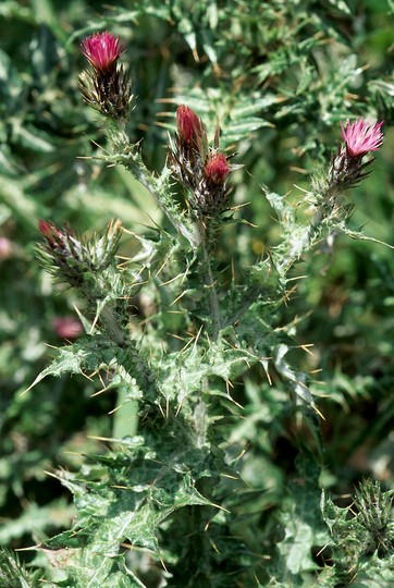 Cirsium creticum