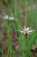 Geropogon hybridus