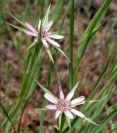 Geropogon hybridus