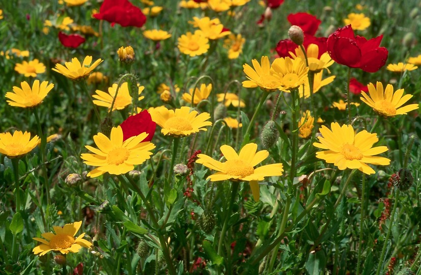 Chrysanthemum segetum