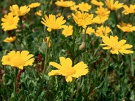 Chrysanthemum segetum