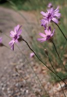 Catananche coerulea