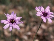 Catananche coerulea