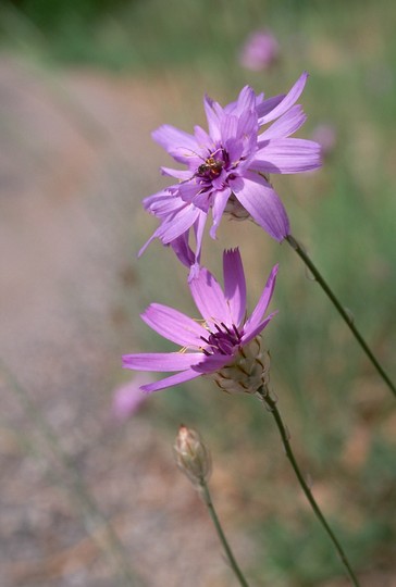 Catananche coerulea