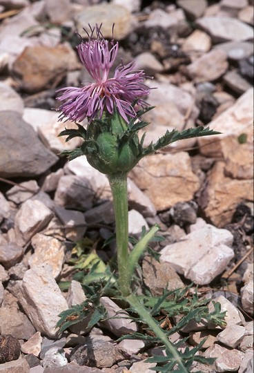 Carduncellus monspeliensium