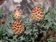 Leuzea conifera