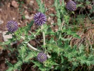 Echinops ritro