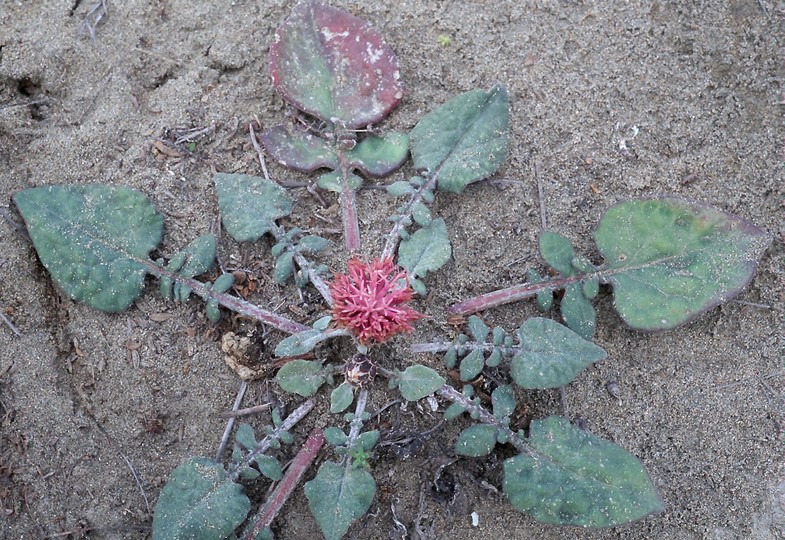 Centaurea aegialophila