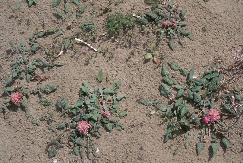 Centaurea aegialophila