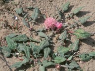 Centaurea aegialophila