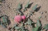 Centaurea aegialophila