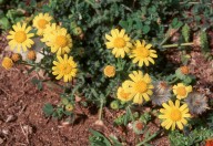 Senecio glaucus ssp. cyprius