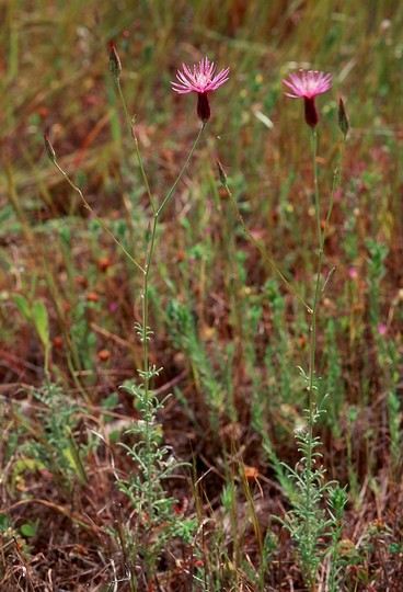 Crupina crupinastrum