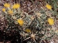 Centaurea hyalolepis