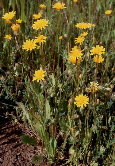 Crepis commutata?