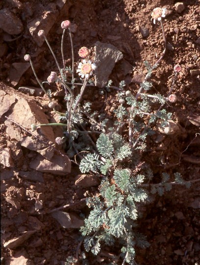 Anthemis plutonia