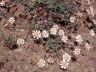 Anthemis plutonia