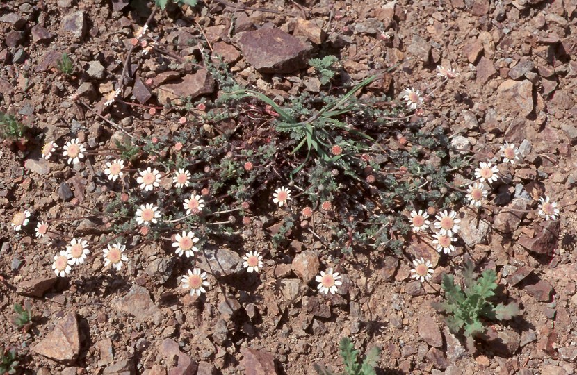 Anthemis plutonia