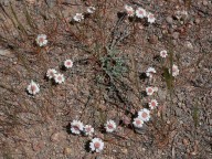 Anthemis tricolor