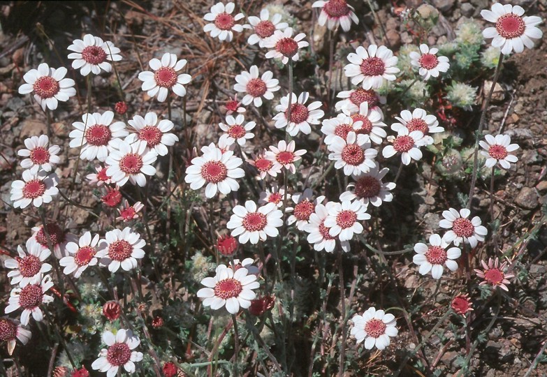 Anthemis tricolor