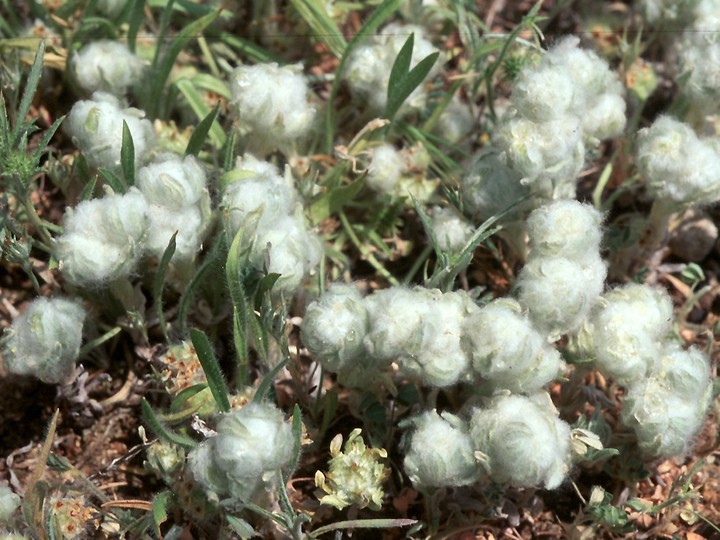 Bombycilaena discolor