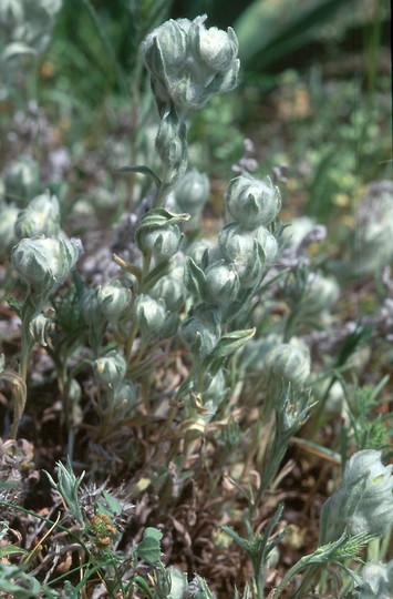 Bombycilaena discolor