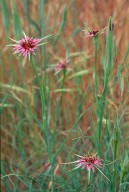 Tragopogon sinuatus