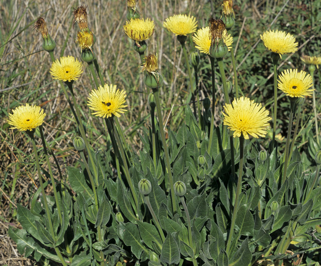 Urospermum dalechampsii