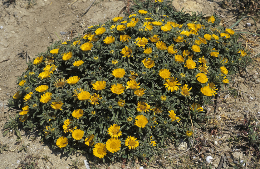 Asteriscus maritimus