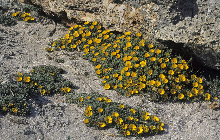 Asteriscus maritimus