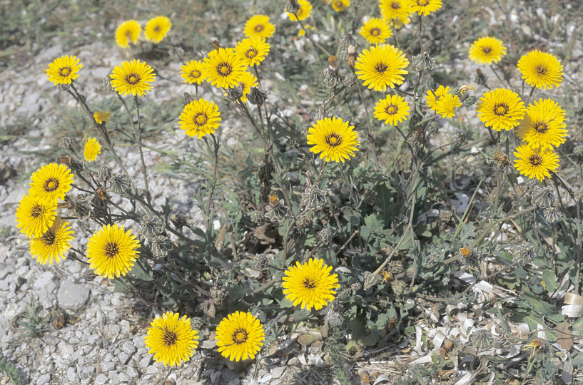 Reichardia tingitana