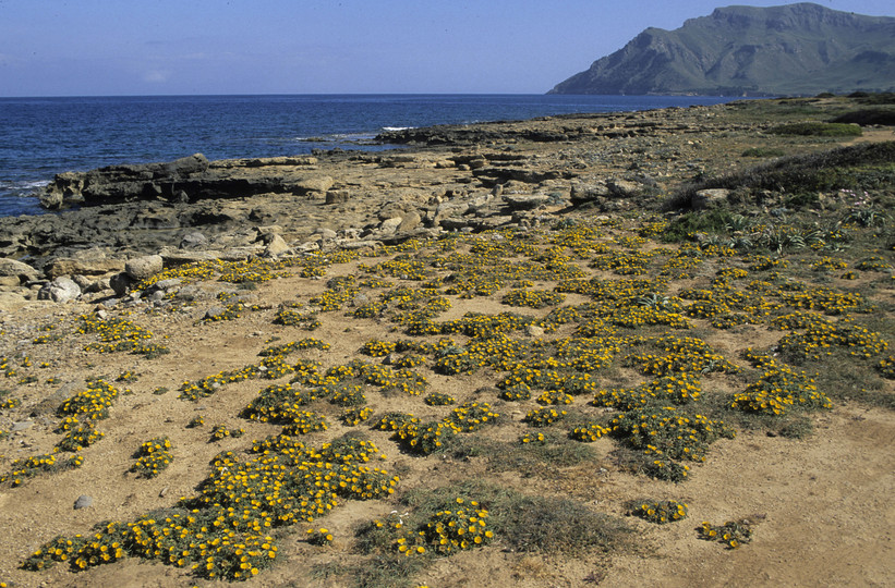 Asteriscus maritimus